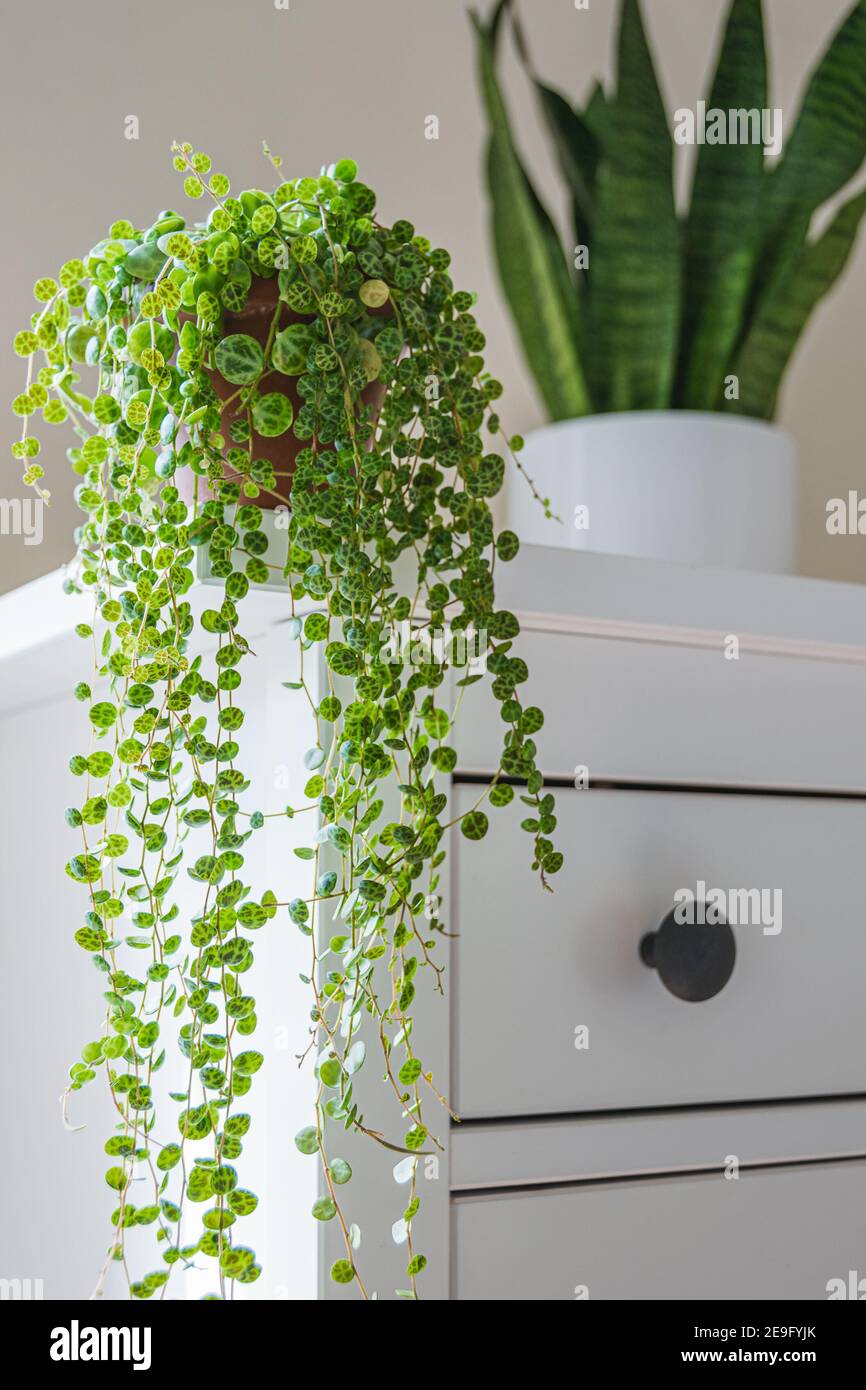 Peperomia prostrata, auch bekannt als "Schildkrtenstring" auf weiem  Hintergrund. Zierlich gemusterte Bltter peperomia schleppen Zimmerpflanze  in einer modernen Wohnung Stockfotografie - Alamy