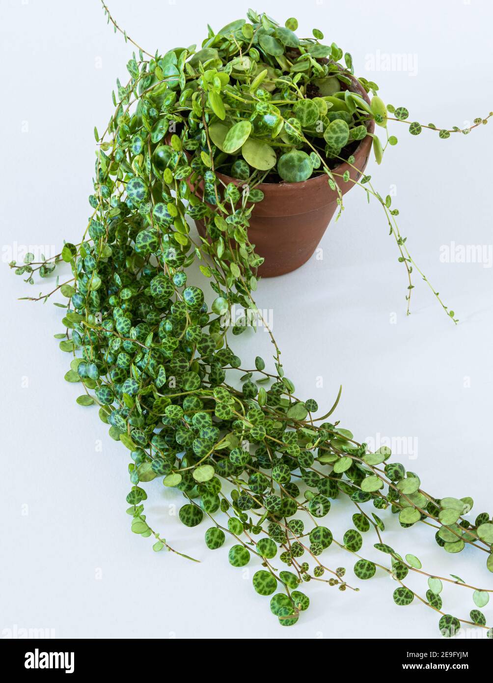 Peperomia prostrata, auch bekannt als "Schildkrtenstring" auf weiem  Hintergrund. Zierlich gemusterte Bltter peperomia schleppen Zimmerpflanze  in einer modernen Wohnung Stockfotografie - Alamy