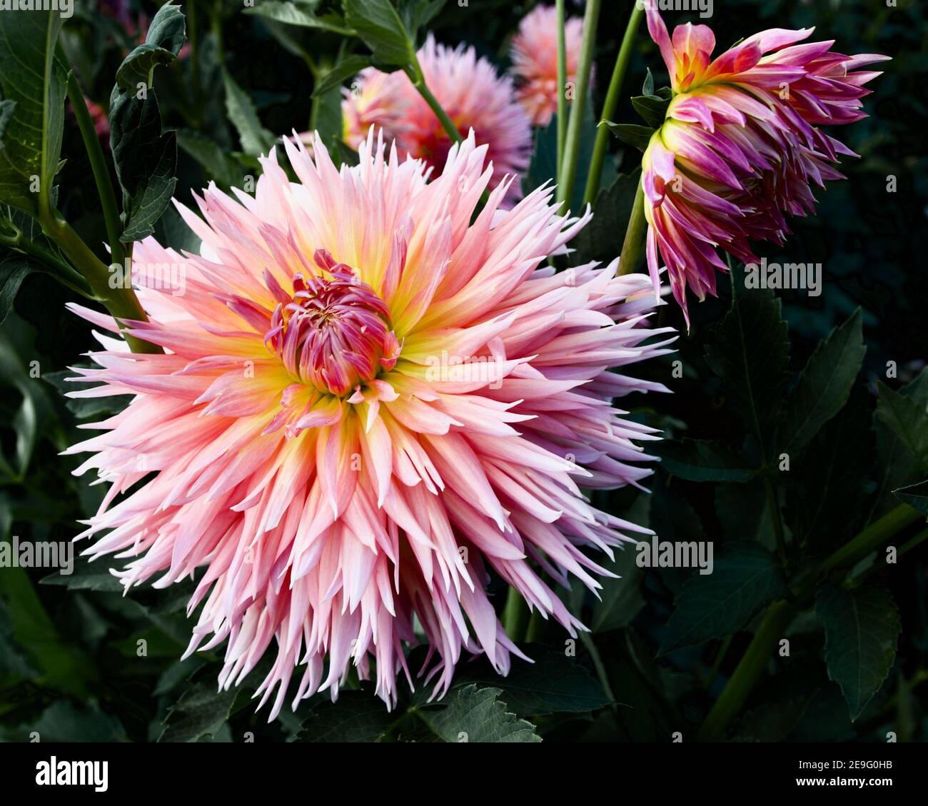Shaggy Chic Dahlia, aufgenommen auf Swan Island Dahlias in Canby, Oregon, USA Stockfoto