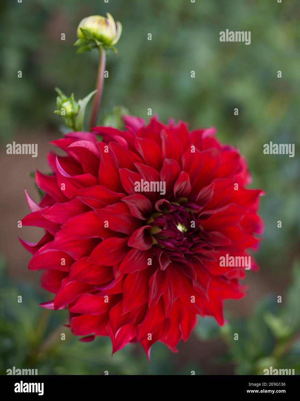Spartacus dahlia gefangen auf Swan Island Dahlias in Canby, Oregon, USA Stockfoto