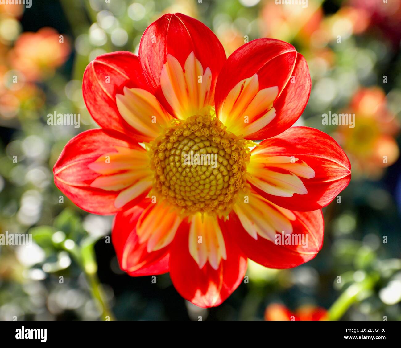 Wheels Dahlia aufgenommen auf Swan Island Dahlias in Canby, Oregon, USA Stockfoto