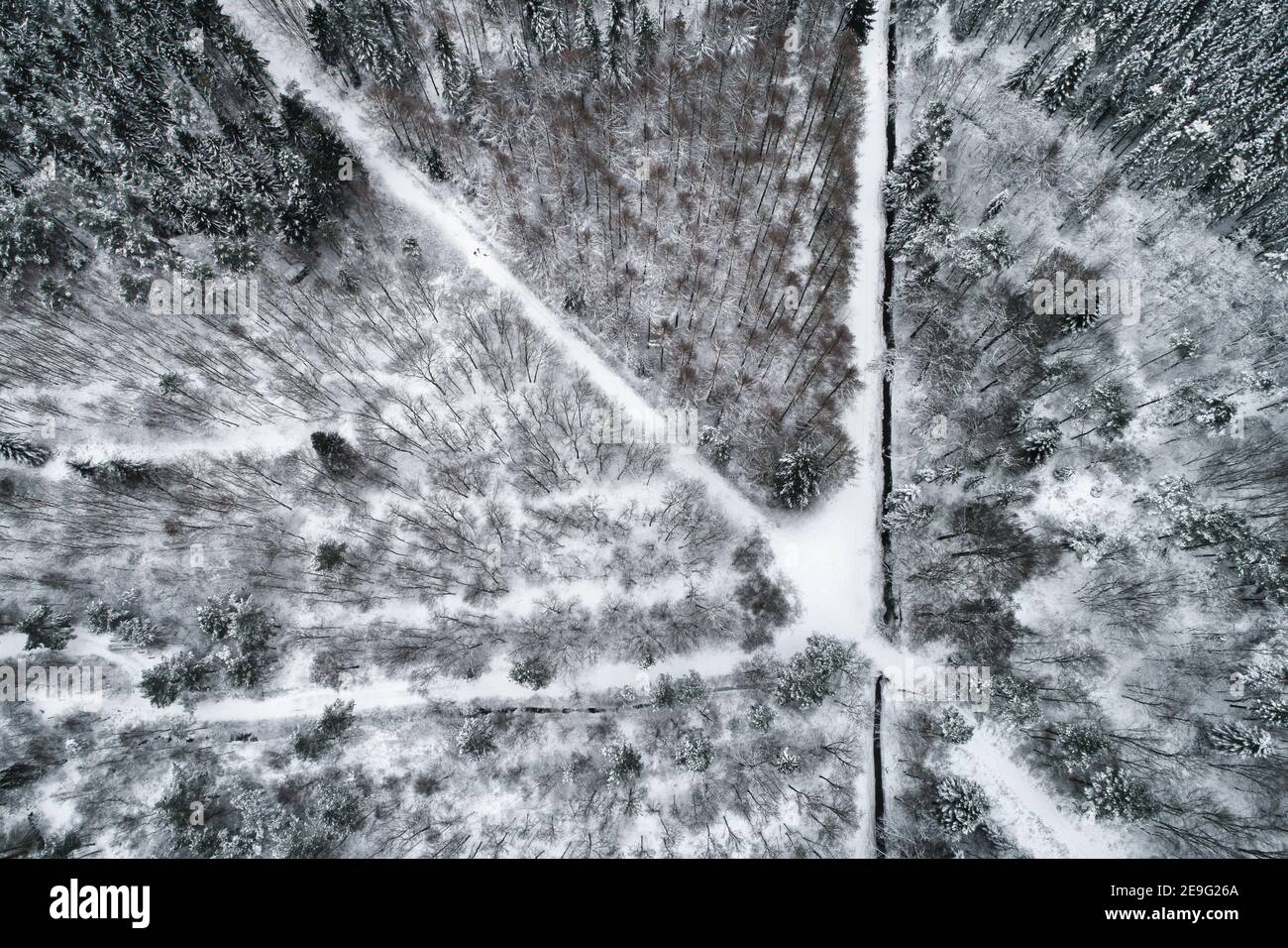 Der Wald lokally bekannt als Hopelser Wald bedeckt mit Schnee Stockfoto