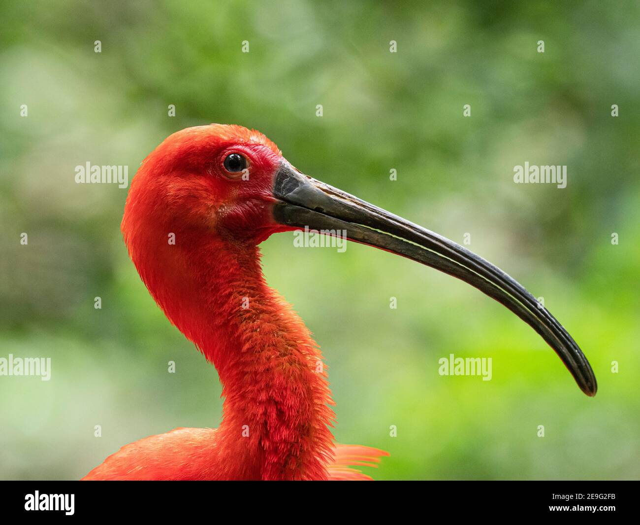 Captive Scarlet Ibis, Eudocimus ruber, Parque das Aves, Foz do Iguaçu, Paraná State, Brasilien. Stockfoto