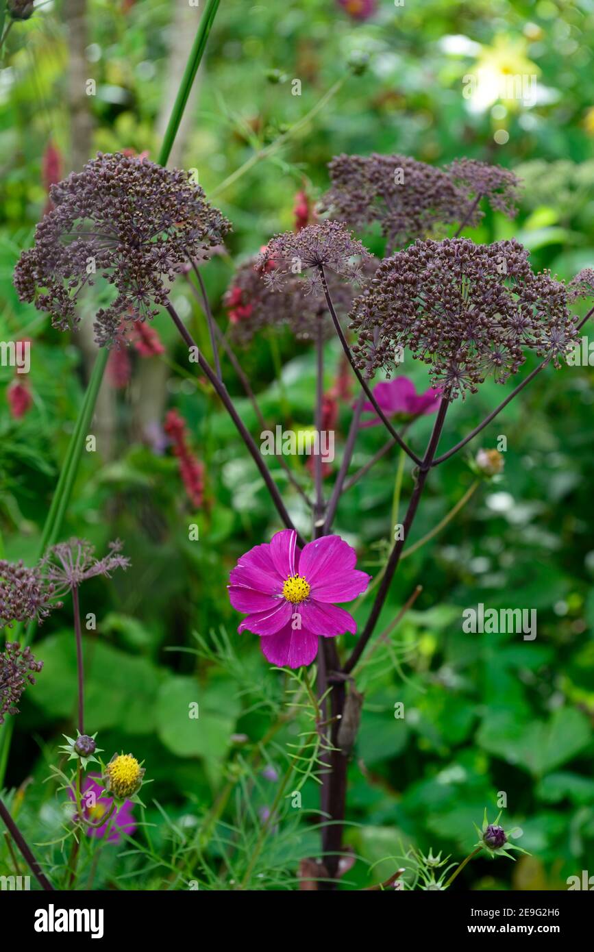 Cosmos bipinnatus Dazzler, Carmine rosa Kosmos Blumen, Blumen, Blume, Blüte, gemischte Pflanzung Schema, Angelica sylvestris purea Vicar's Mead, Wild an Stockfoto