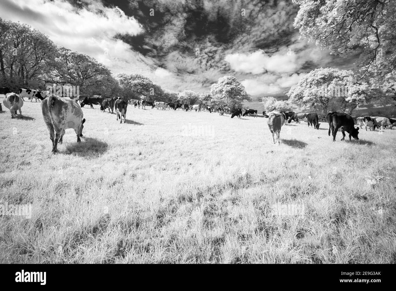 Kühe auf einem Feld cornwall England uk Stockfoto