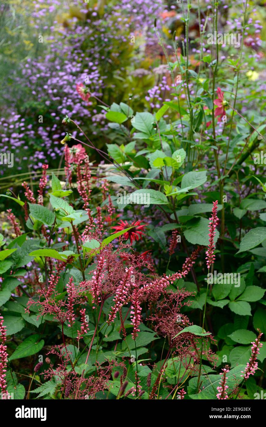 Persicaria amplexicaulis Orange Feld, Korallen orange-rosa Blumen, monarda, thalictrum, Dahlie, Blume, Blüte, blühend, gemischte Pflanzschema, kombinati Stockfoto