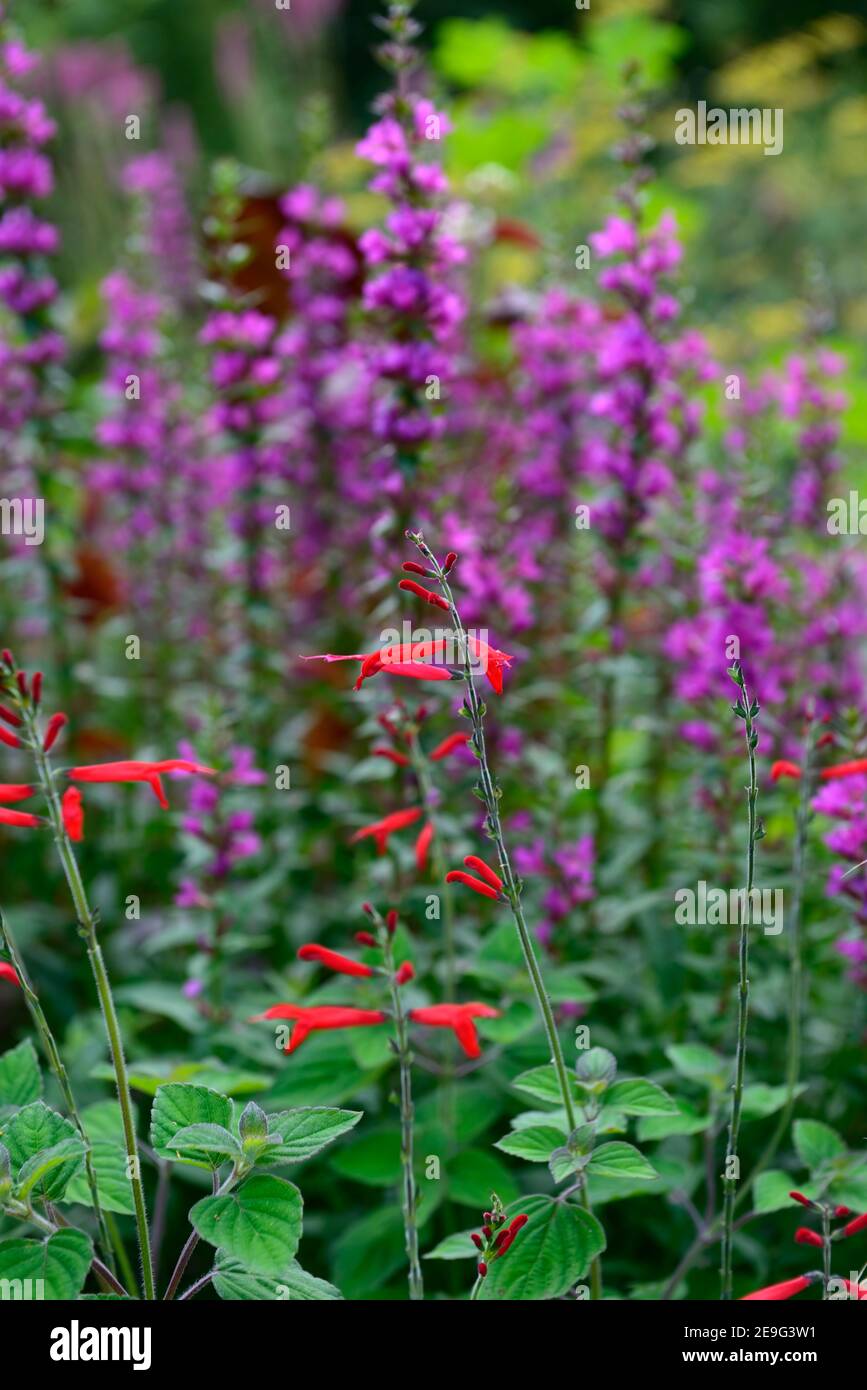 Syn salvia cardinalis Fotos und Bildmaterial in hoher Auflösung Alamy