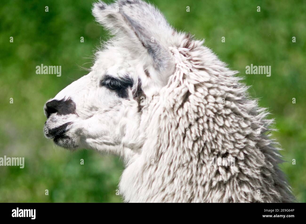 Weißes Lama-Portrait, Salta, Argentinien Stockfoto