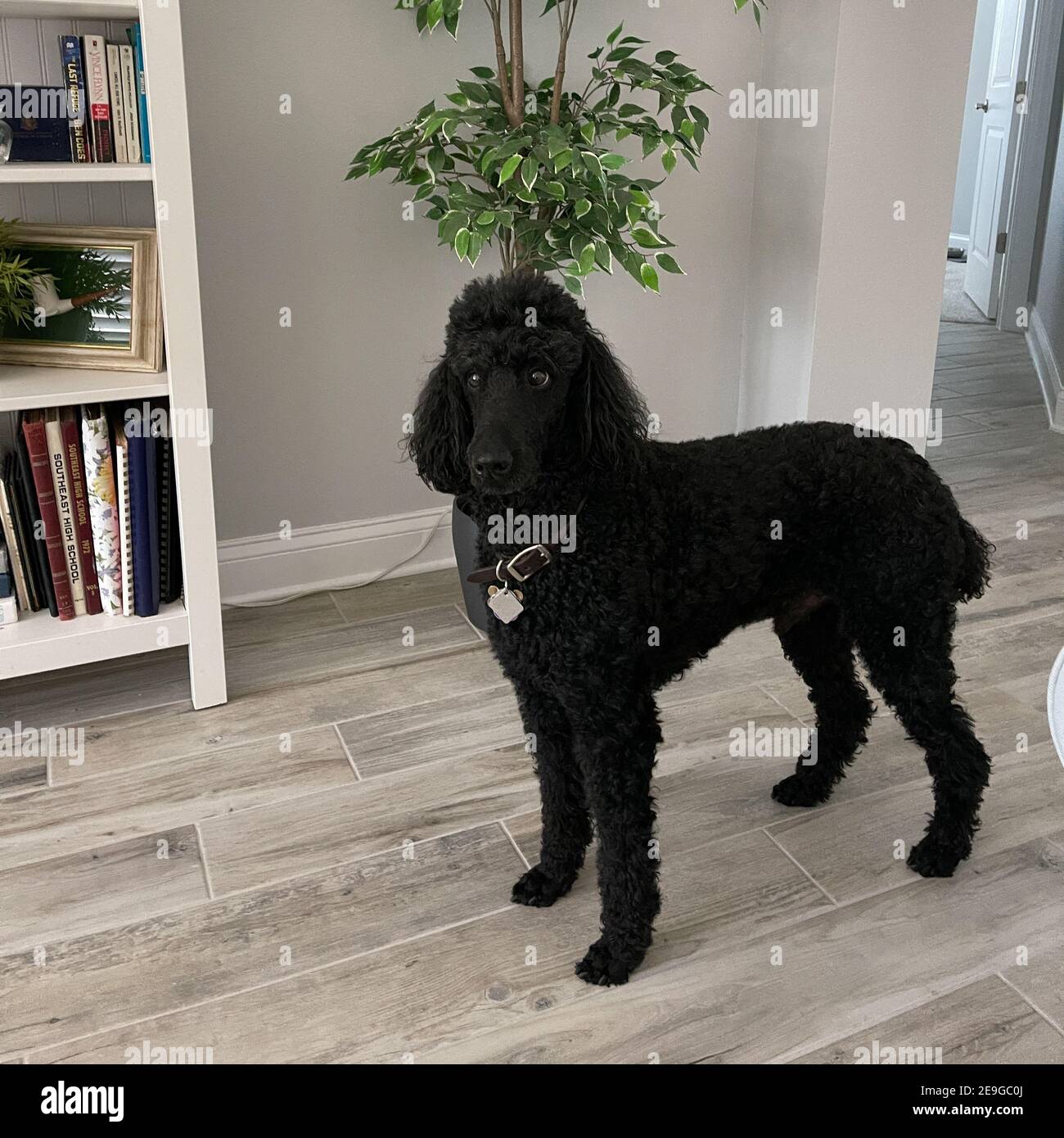 Black Standard Poodle Stockfotos Und Bilder Kaufen Alamy