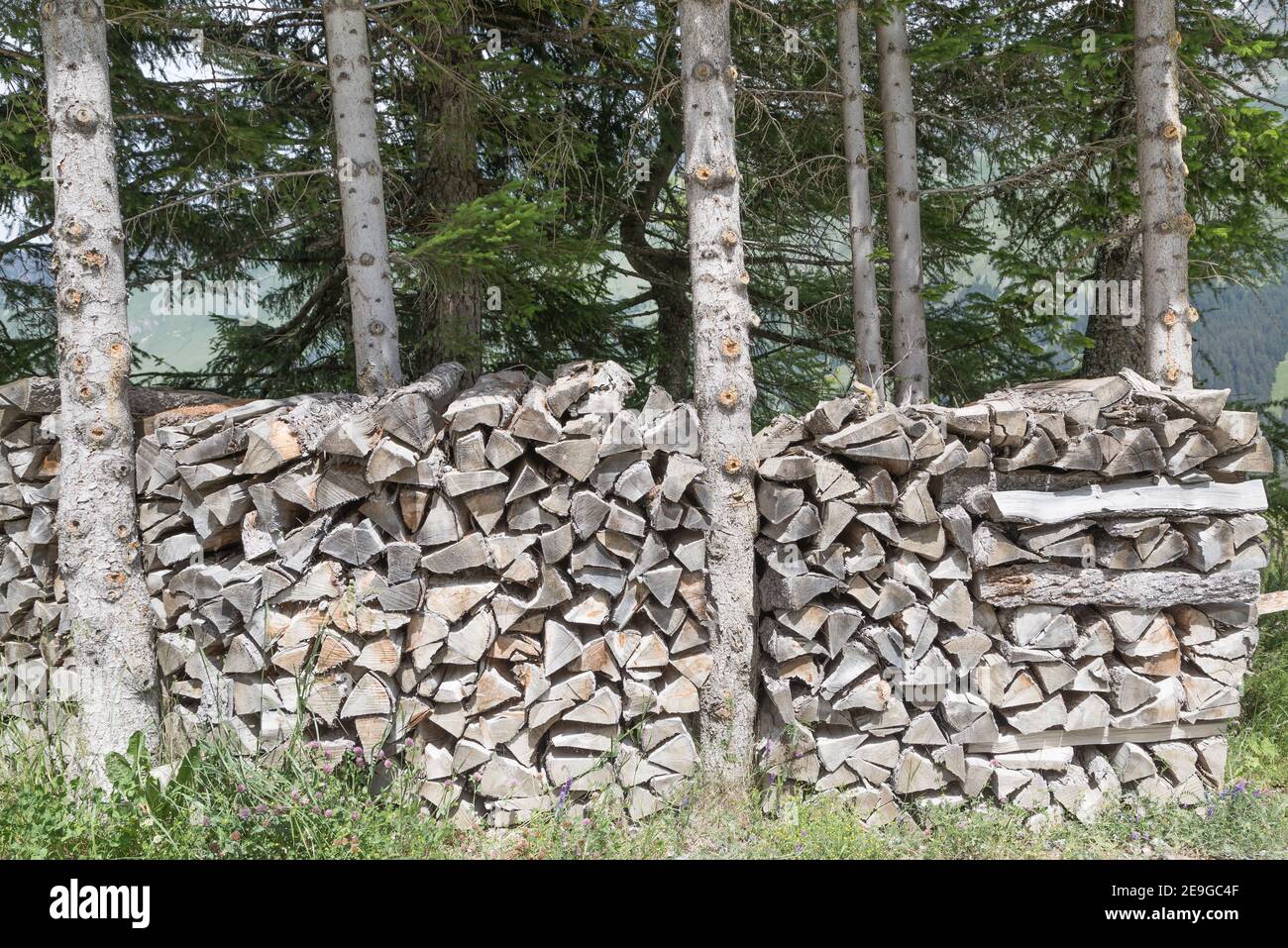 Gestapeltes Brennholz zwischen Bäumen Stockfoto