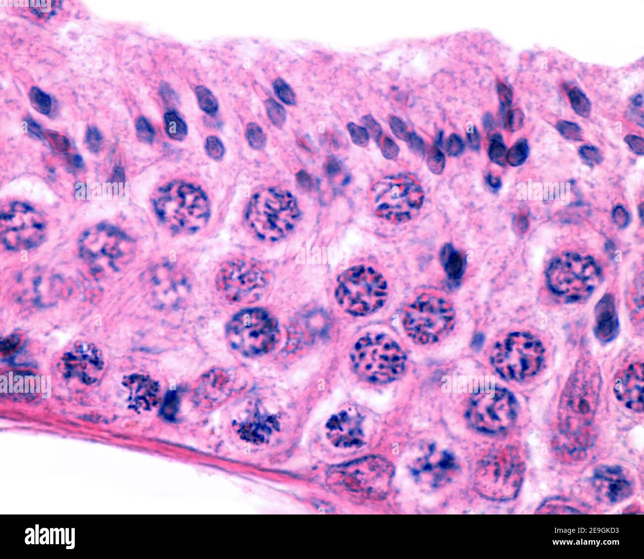 Mikrograph mit hoher Vergrößerung eines seminiferösen Tubulus. Das Keimepithel zeigt Sertoli-Zellen, primäre Spermatozyten in der Meiose (Zygotene und di Stockfoto