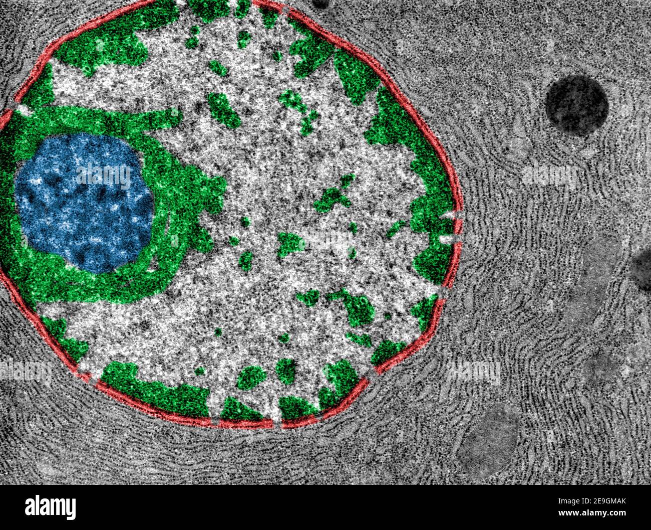 Falsche Farbe TEM zeigt den Kern einer Protein-synthetisierenden Zelle. Die Kernhülle (rot), Chromatin (grün) und Nukleolus (blau) sind zu sehen. T Stockfoto
