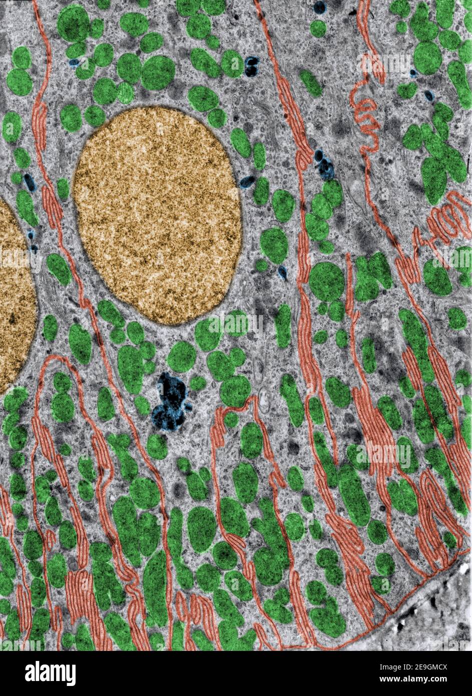 Mikroskope mit Falschfarben-Transmissionselektronenmikroskop (TEM) eines distalen Nierentrifugenröhrchens. Basale Interdigitationen oder Infoldings werden mit i bezeichnet Stockfoto
