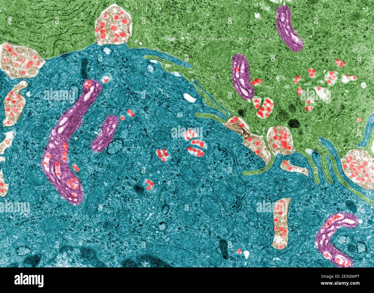 Mikrograph mit Falschfarben-Transmissionselektronenmikroskop (TEM), der Chylomikronen (rot) in Enterozyten des Dünndarms zeigt. Sie erscheinen im Golgi Stockfoto