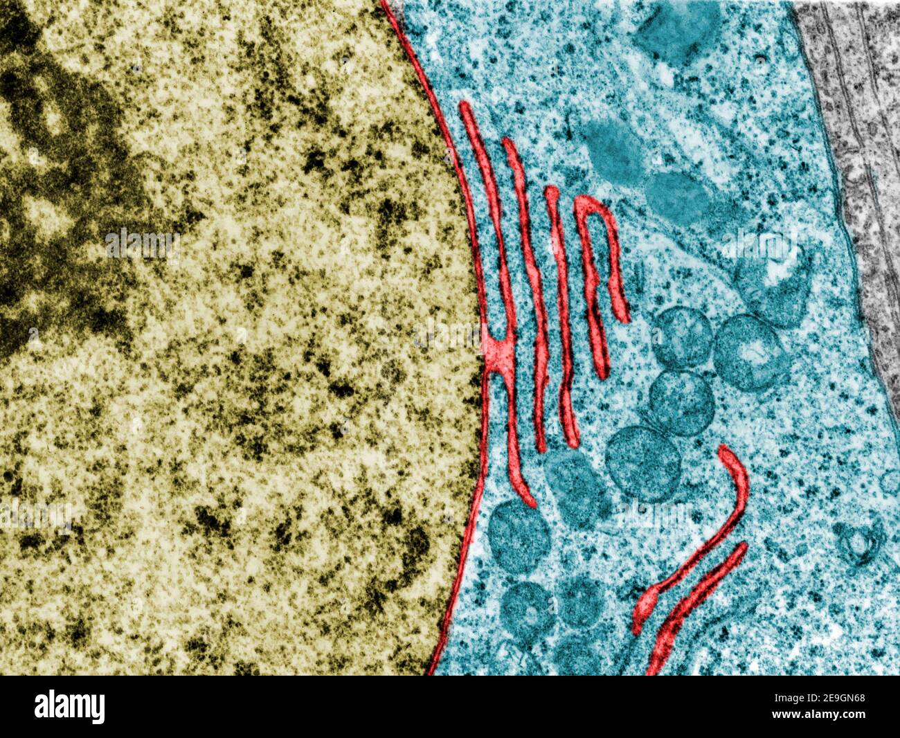 Mikroskopmikroskop mit falscher Farbübertragung, der eine Stetigkeit zwischen dem Elektronenmikroskop zeigt Die Kernhülle und eine Zisterne des groben Endoplasmatikum reti Stockfoto