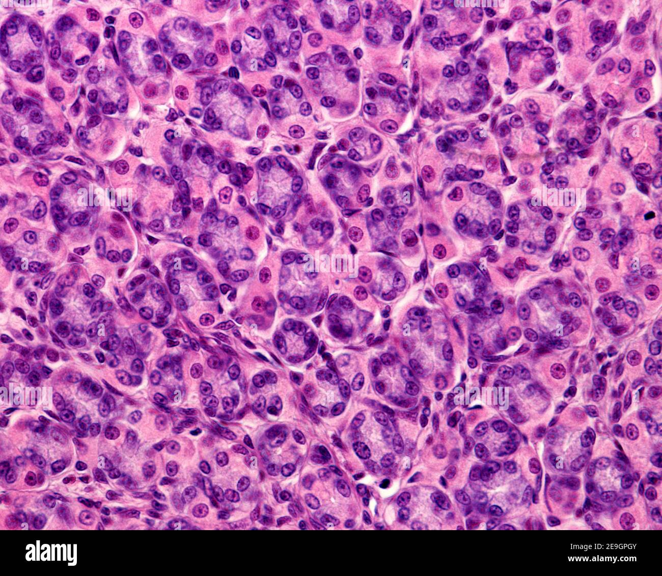 Die Magendrüsen im Querschnitt zeigen die Haupt- oder peptischen Zellen des Magens (bläuliches Zytoplasma) und die Parietalzellen (redisches Zytoplasma). Stockfoto