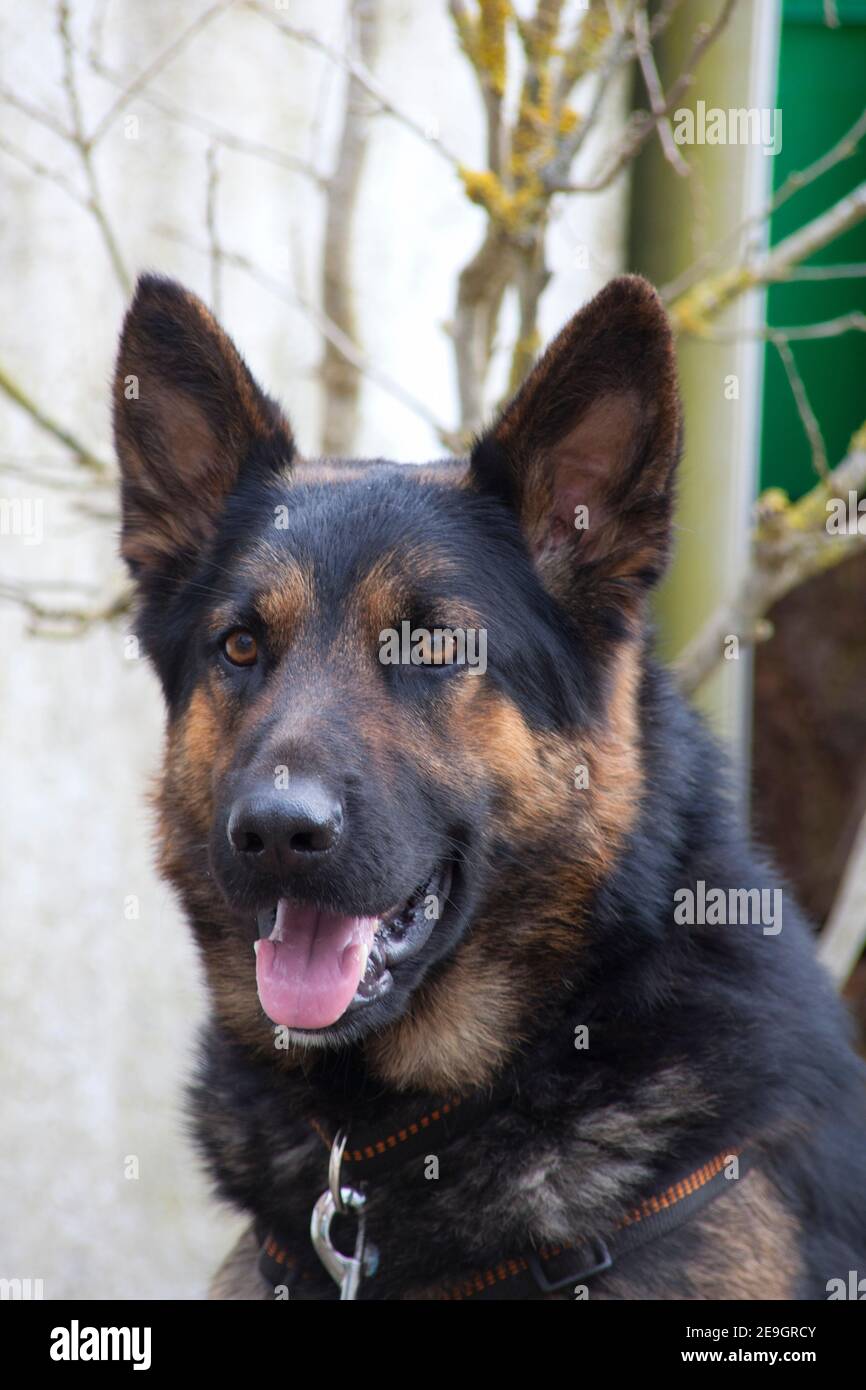 Vorsicht vor Hund. Deutscher Schäferhund beobachtet Sie Stockfoto