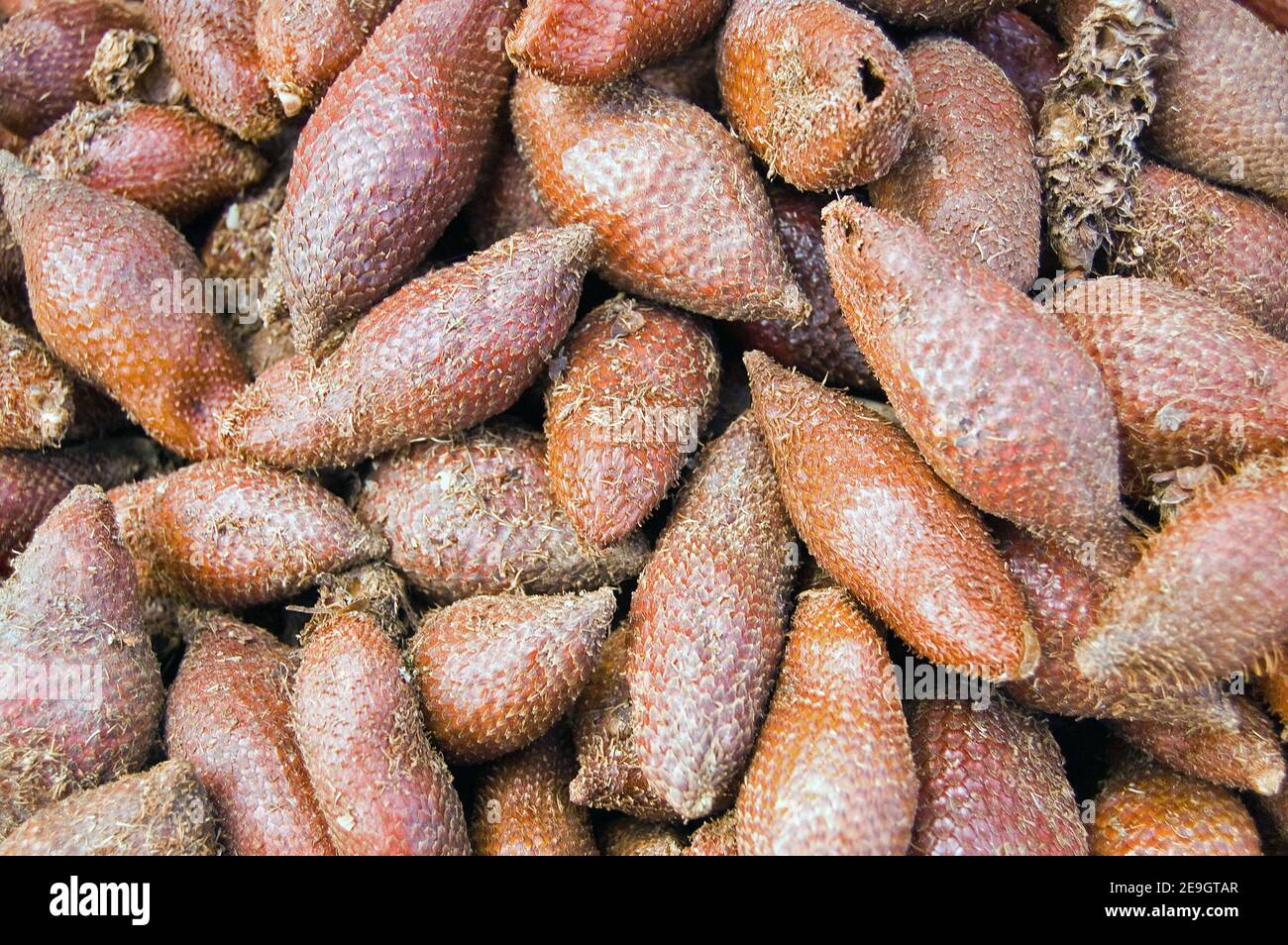 Nahaufnahme eines Salacca Palmenfrucht, lateinischer Name Salacca wallichiana - zu verkaufen in einem Markt in Kambodscha. Stockfoto