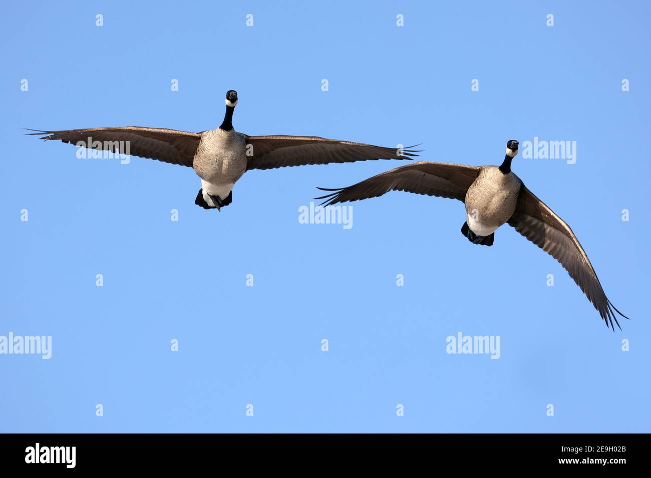 Kanada Gänse in hellen Wintertag am See Stockfoto