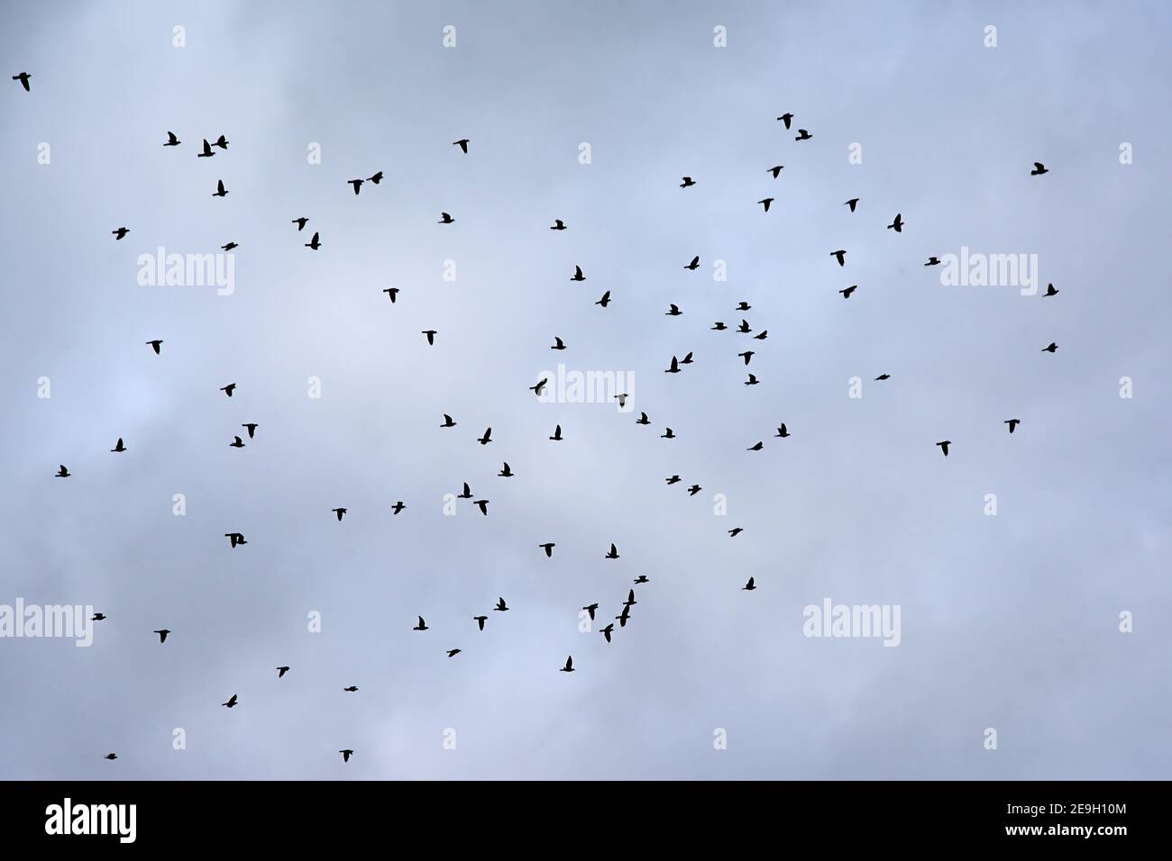 Silhouette eines Schwarms von Tauben im Flug auf einem wolkiger Himmel - Columbidae Stockfoto