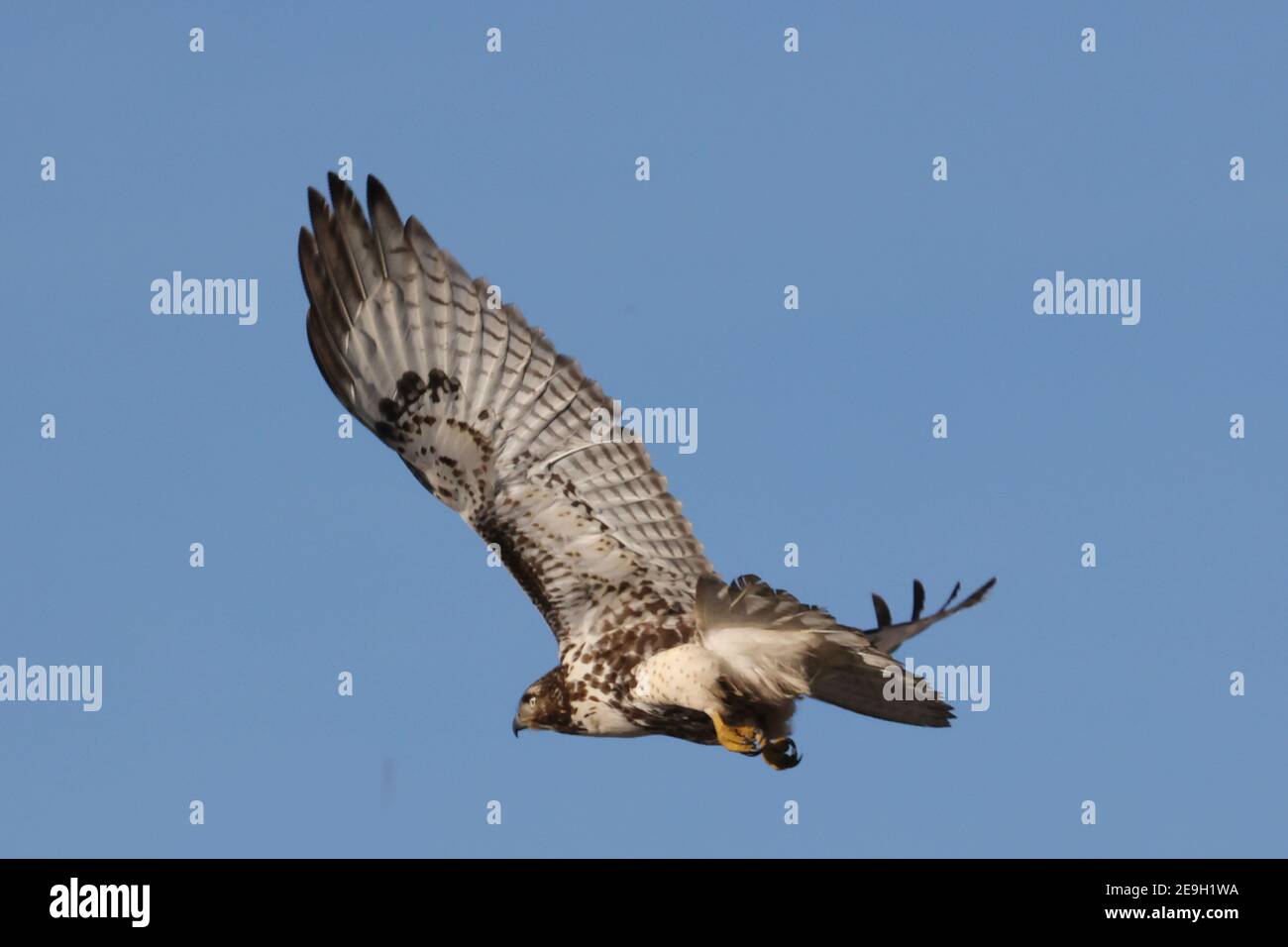 Rotschwanzfalken am Winternachmittag Stockfoto