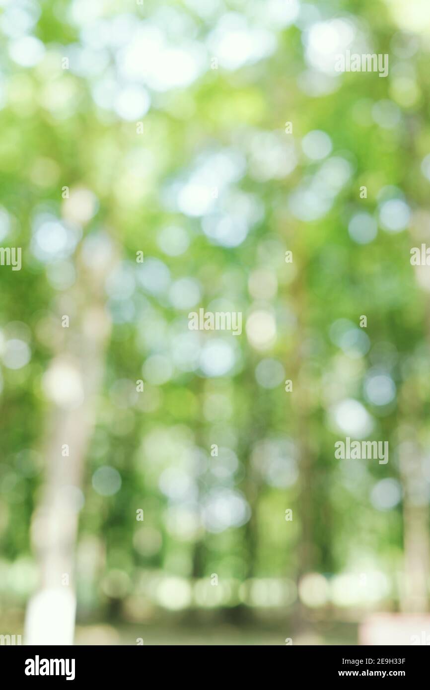 Verschwommene Bäume mit weichem Bokeh. Hellgrün frisches Laub, verschwommener Wald. Natürlicher Bio-Hintergrund. Sommer, Frühling Sonnenlicht Stockfoto