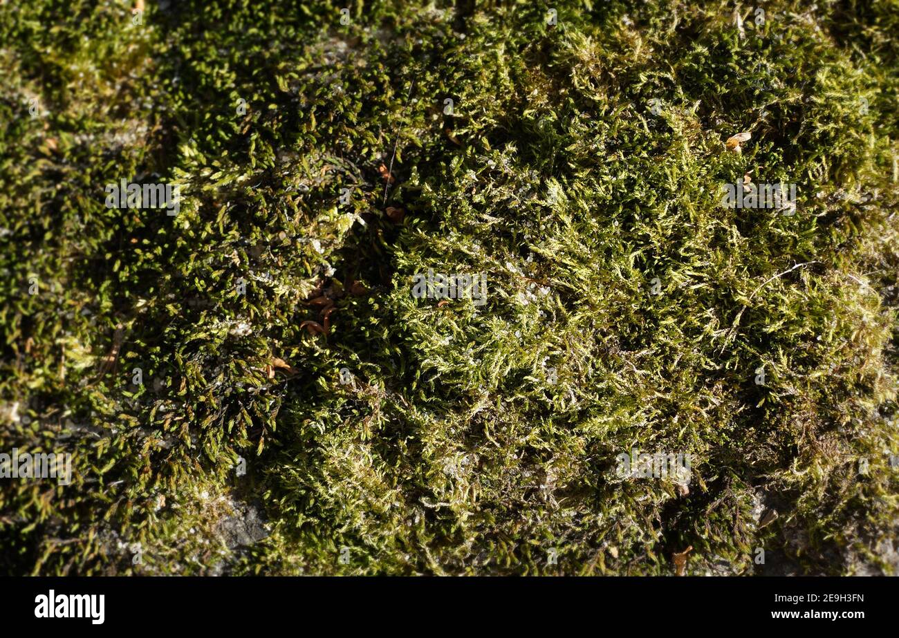 Grüne Algen auf dem Stein. Strukturierte Oberfläche. Natürlicher Hintergrund. Nahaufnahme Stockfoto