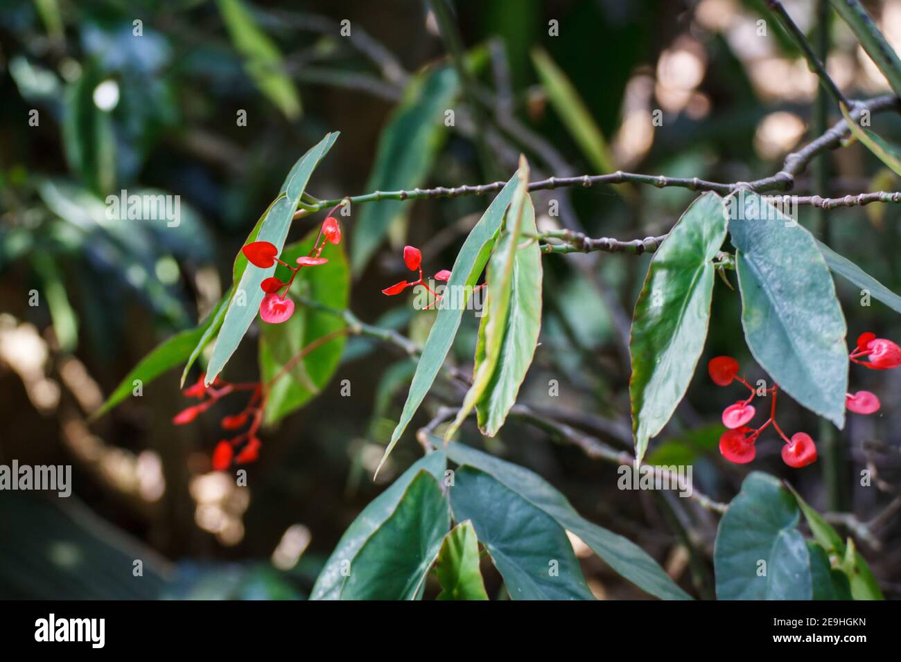 Begonia maculata Raddi Stockfotografie Alamy