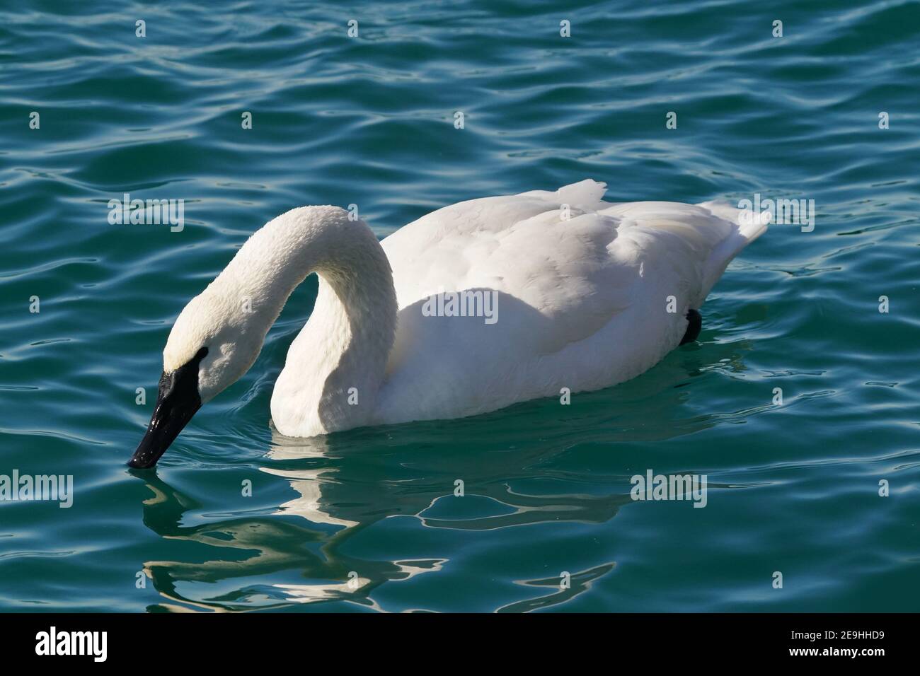 Trompeter Schwan Familie am Hafen im Winter Stockfoto