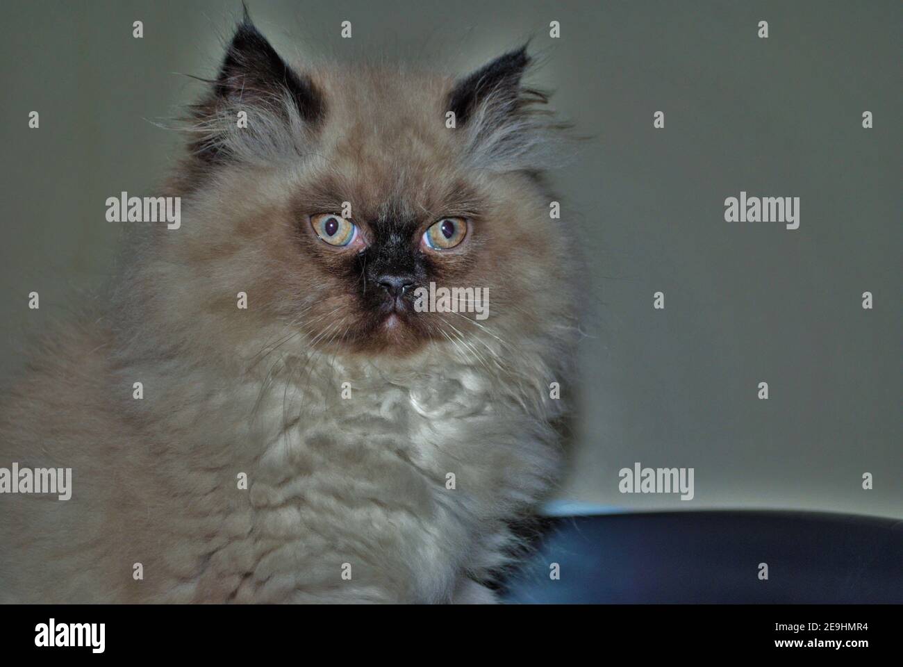 Itty bitty Himalayan Kätzchen Blick wütend in die Ferne während In der Wurfbox Stockfoto