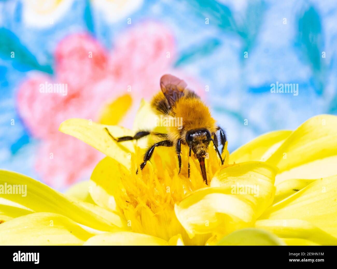 Eine Hummel sammelt Pollen in einer gelben Blume. Eine bescheidene Biene, die an einer Gartenblume arbeitet. Stockfoto