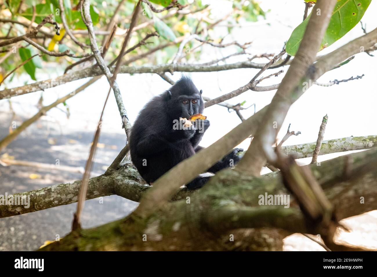 Tangkok-Nationalpark, Batuangus-Naturschutzgebiet, Crested Black Macaque Affe, Celebes, Nord-Sulawesi, Indonesien Stockfoto