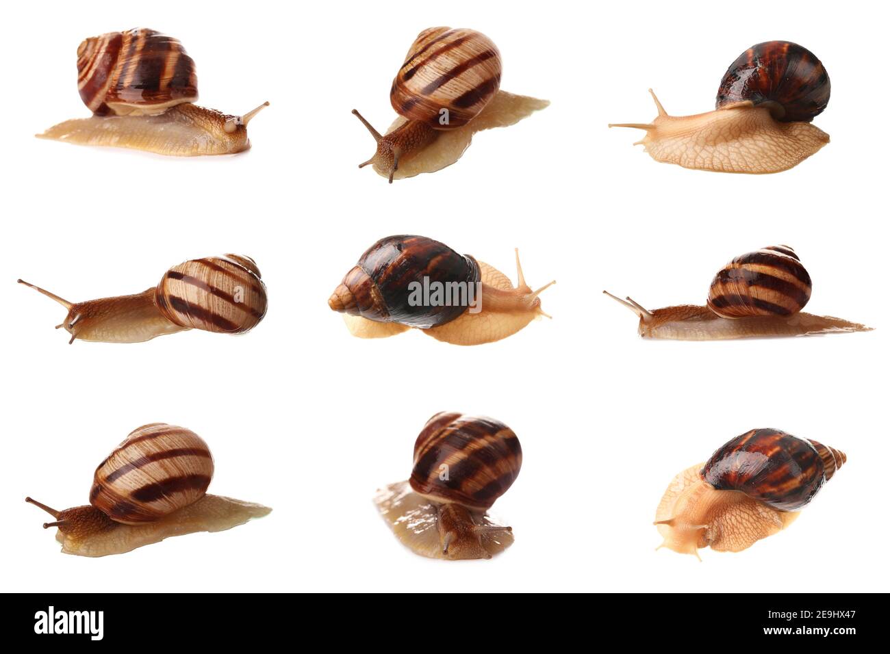 Set von verschiedenen Schnecken auf weißem Hintergrund Stockfoto