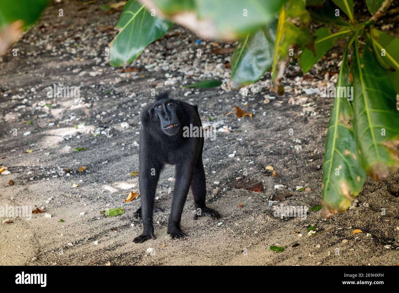 Tangkok-Nationalpark, Batuangus-Naturschutzgebiet, Crested Black Macaque Affe, Celebes, Nord-Sulawesi, Indonesien Stockfoto