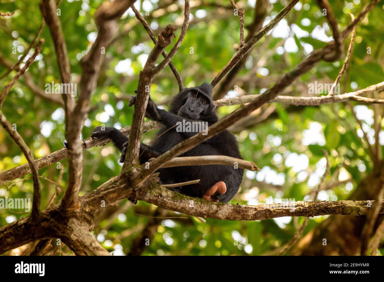 Tangkok-Nationalpark, Batuangus-Naturschutzgebiet, Crested Black Macaque Affe, Celebes, Nord-Sulawesi, Indonesien Stockfoto