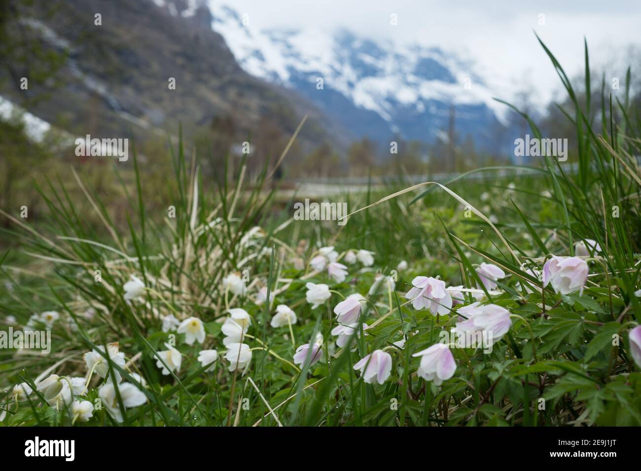 Harebells im Oldendalen Tal, Norwegen. Stockfoto