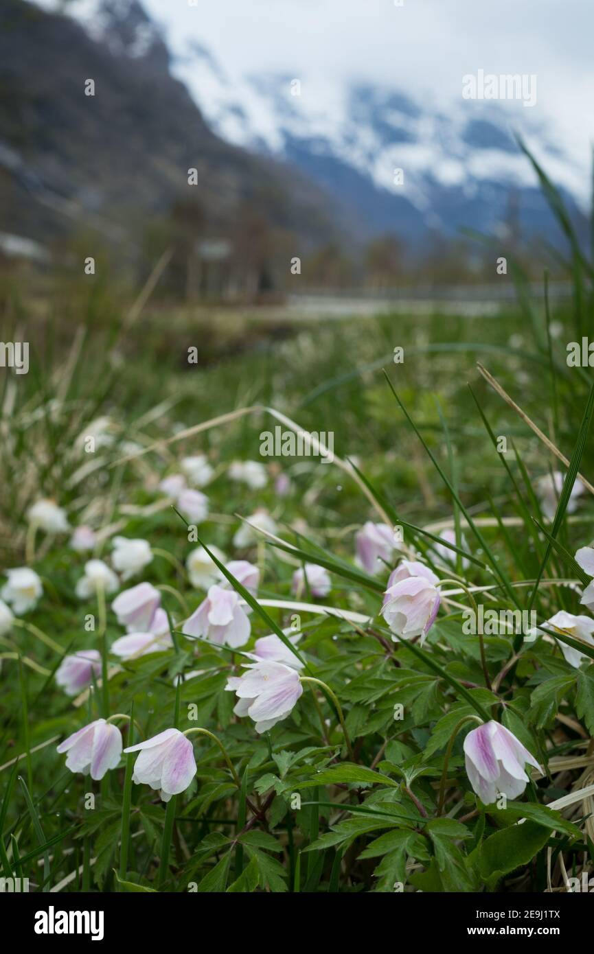 Harebells im Oldendalen Tal, Norwegen. Stockfoto