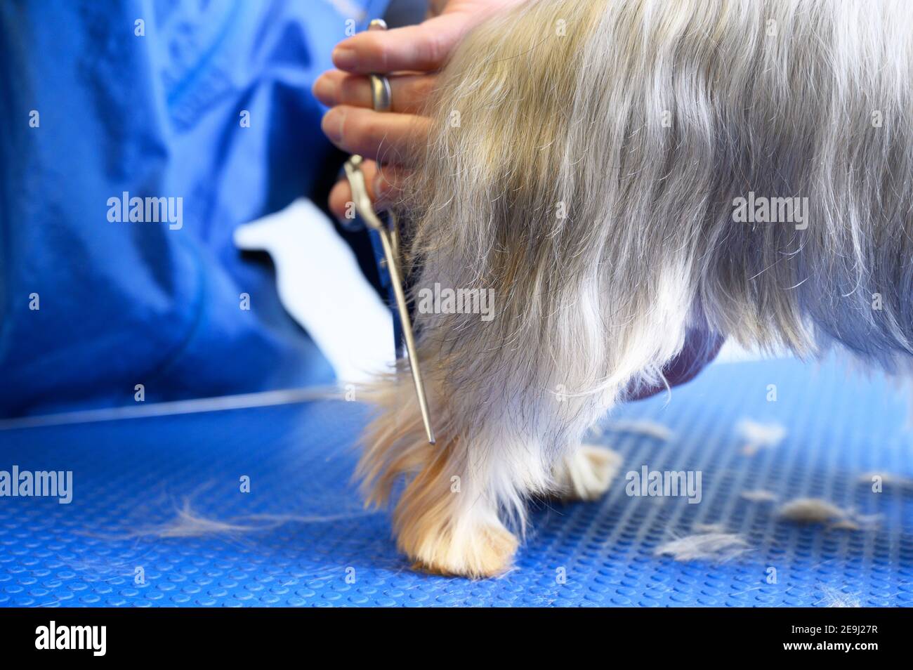 Yorkshire Terrier Hund wird in Tierpflege-Studio gepflegt. Frau Pistenraupe schneidet Hundehaar im Schönheitssalon für Tiere. Hochwertige Fotos. Stockfoto