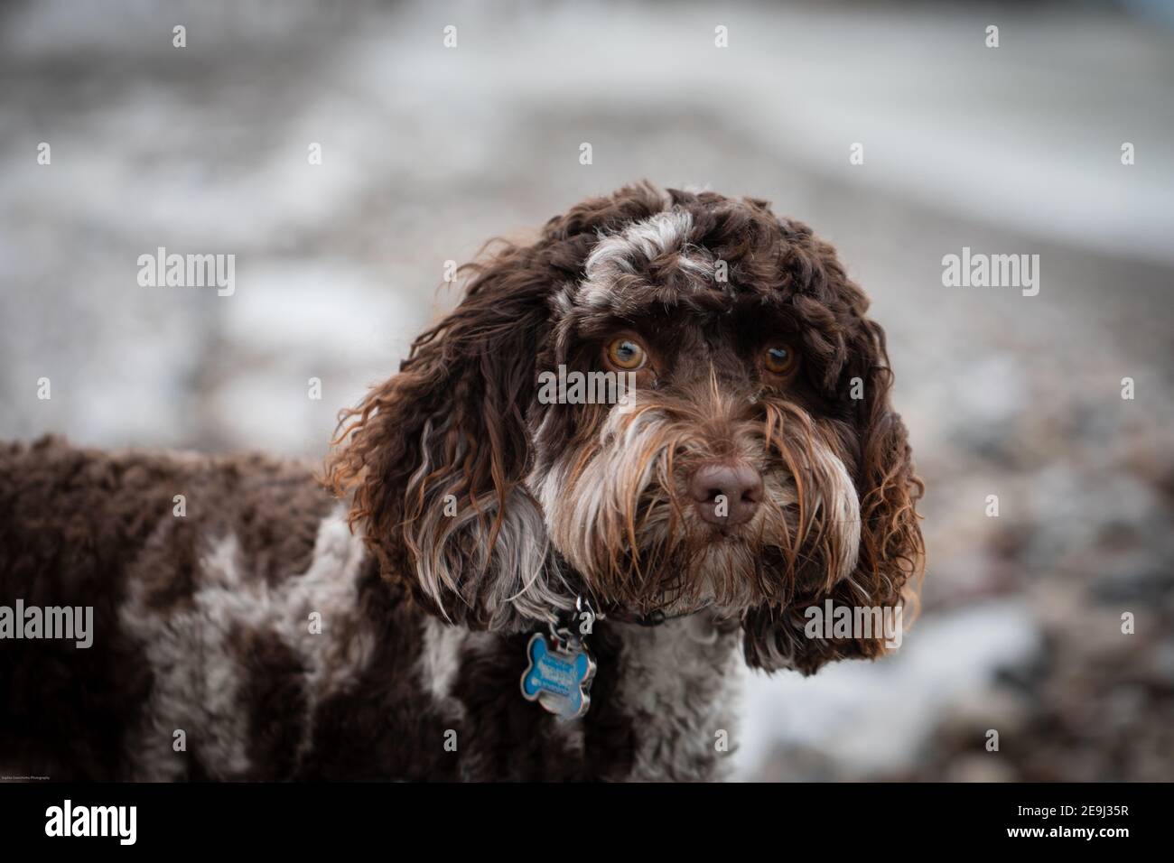 Nahaufnahme eines schönen braunen australischen Labradoodle Hundes Stockfoto