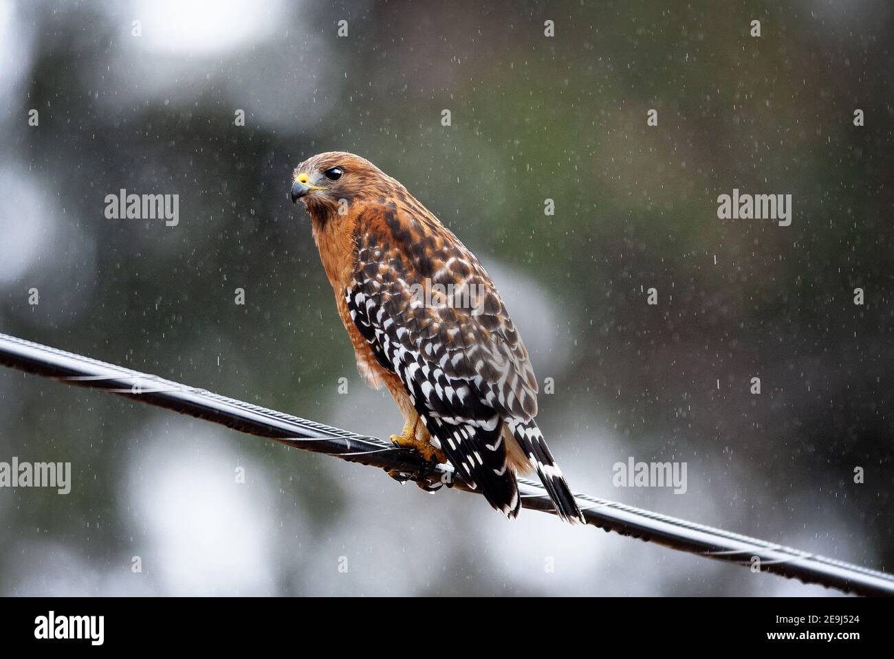 Ein roter Hawk (Buteo lineatus) im Regen in Palo Alto, Kalifornien Stockfoto
