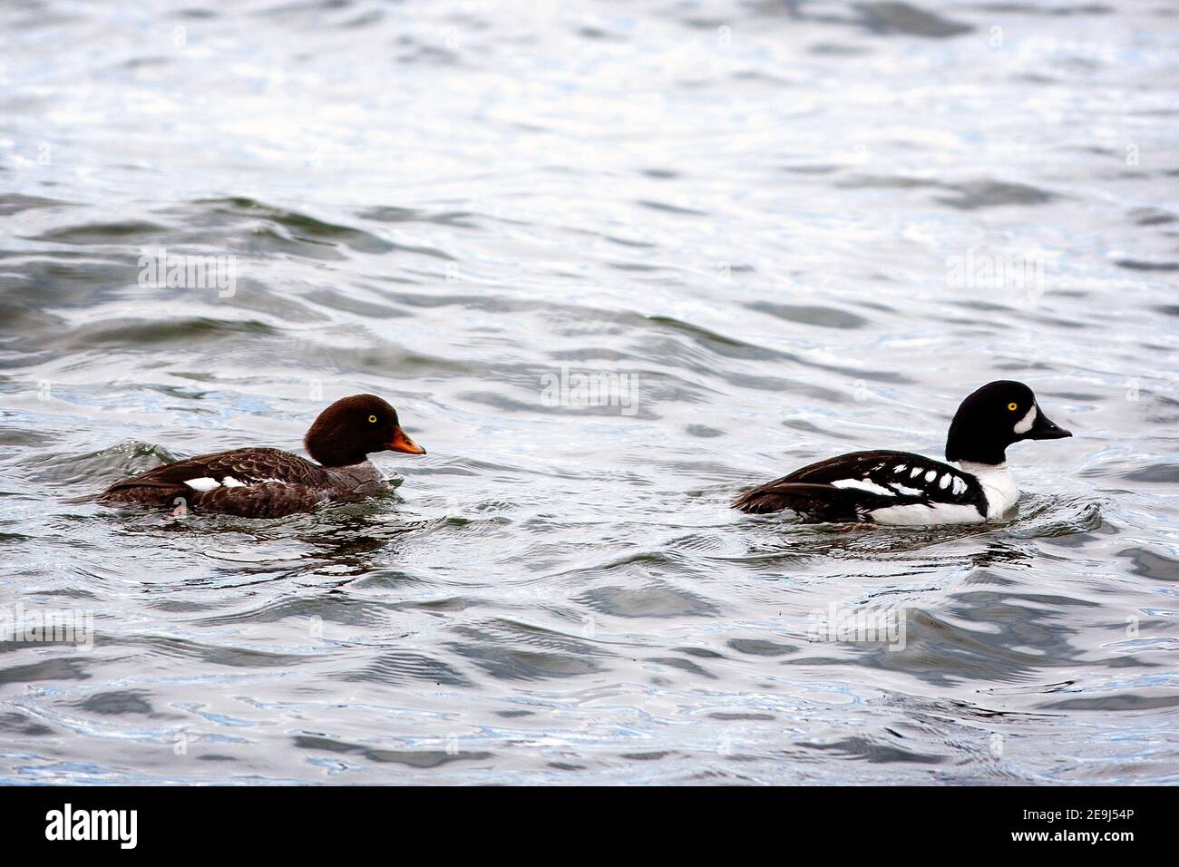 Ein weibliches und männliches Paar gewöhnlicher Goldeneye- oder Goldeneye-Enten (Bucephala clangula) im Yellowstone-Nationalpark, Wyoming Stockfoto