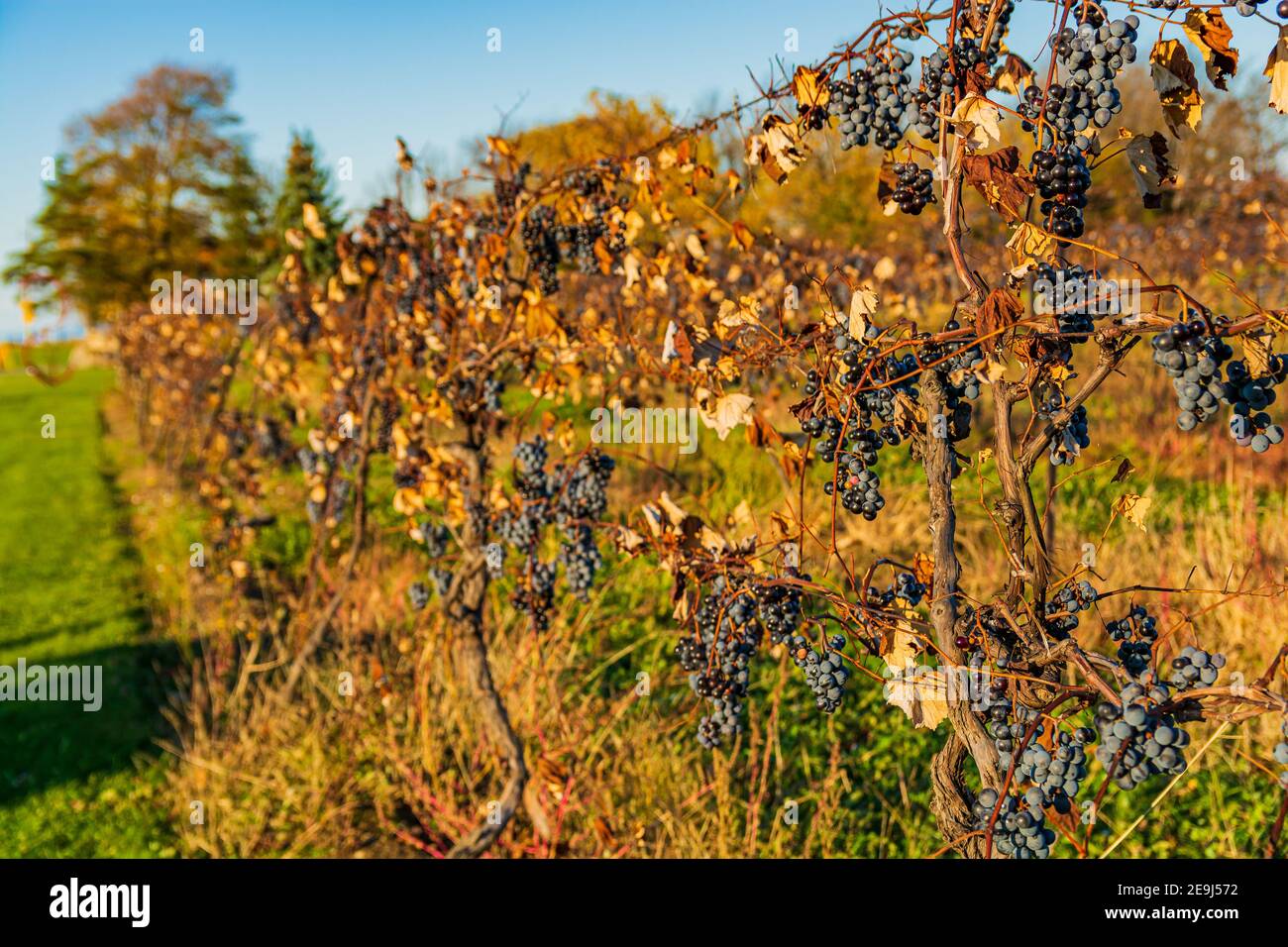 Niagara on the Lake Vineyard Schwarze Trauben Ontario Kanada Stockfoto