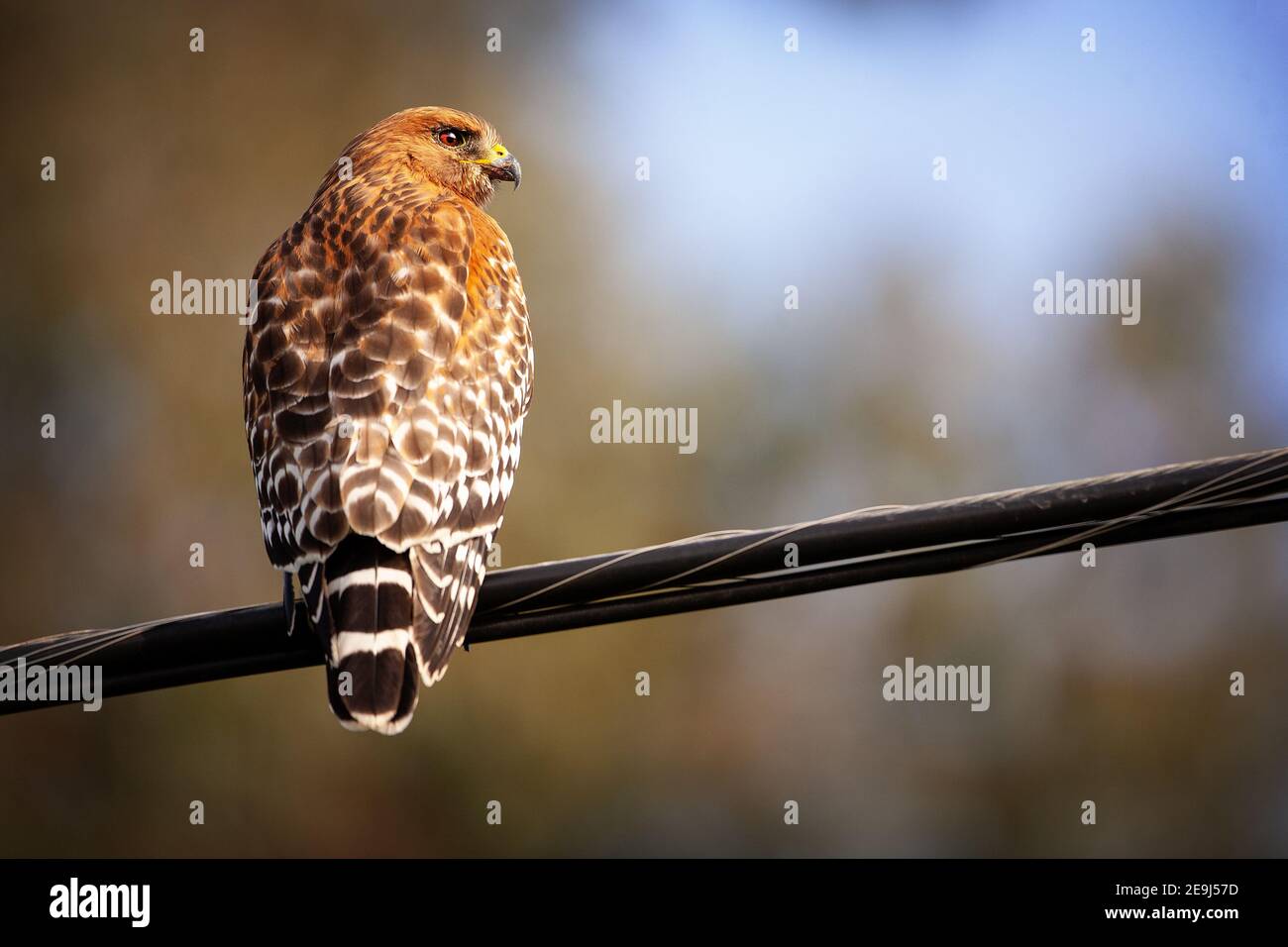 Ein roter Hawk (Buteo lineatus) in Palo Alto, Kalifornien Stockfoto