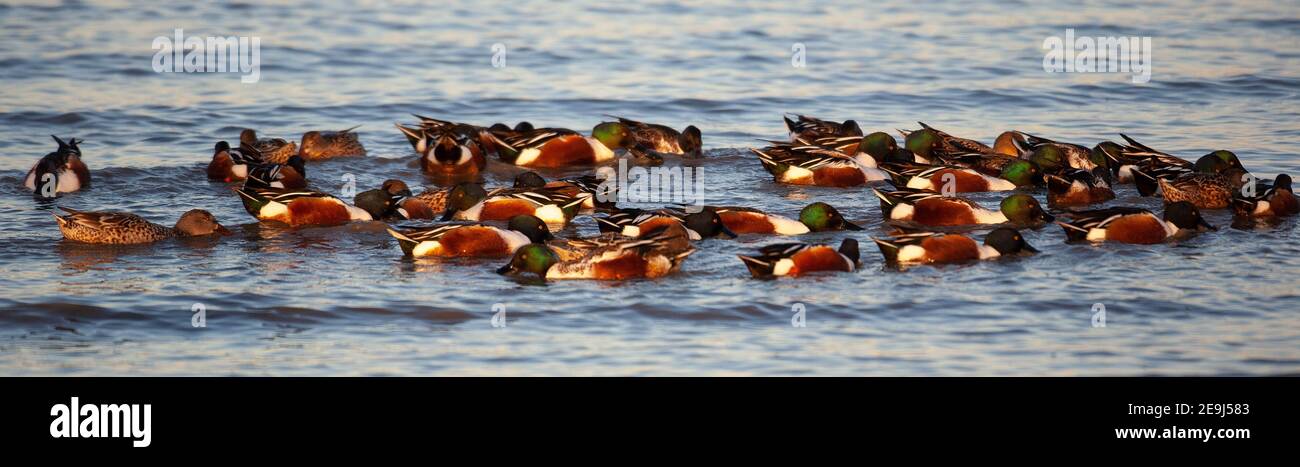 Eine Gruppe von Northern Shoveler (Spatula clypeata) Enten im Merced National Wildlife Refuge, Kalifornien Stockfoto