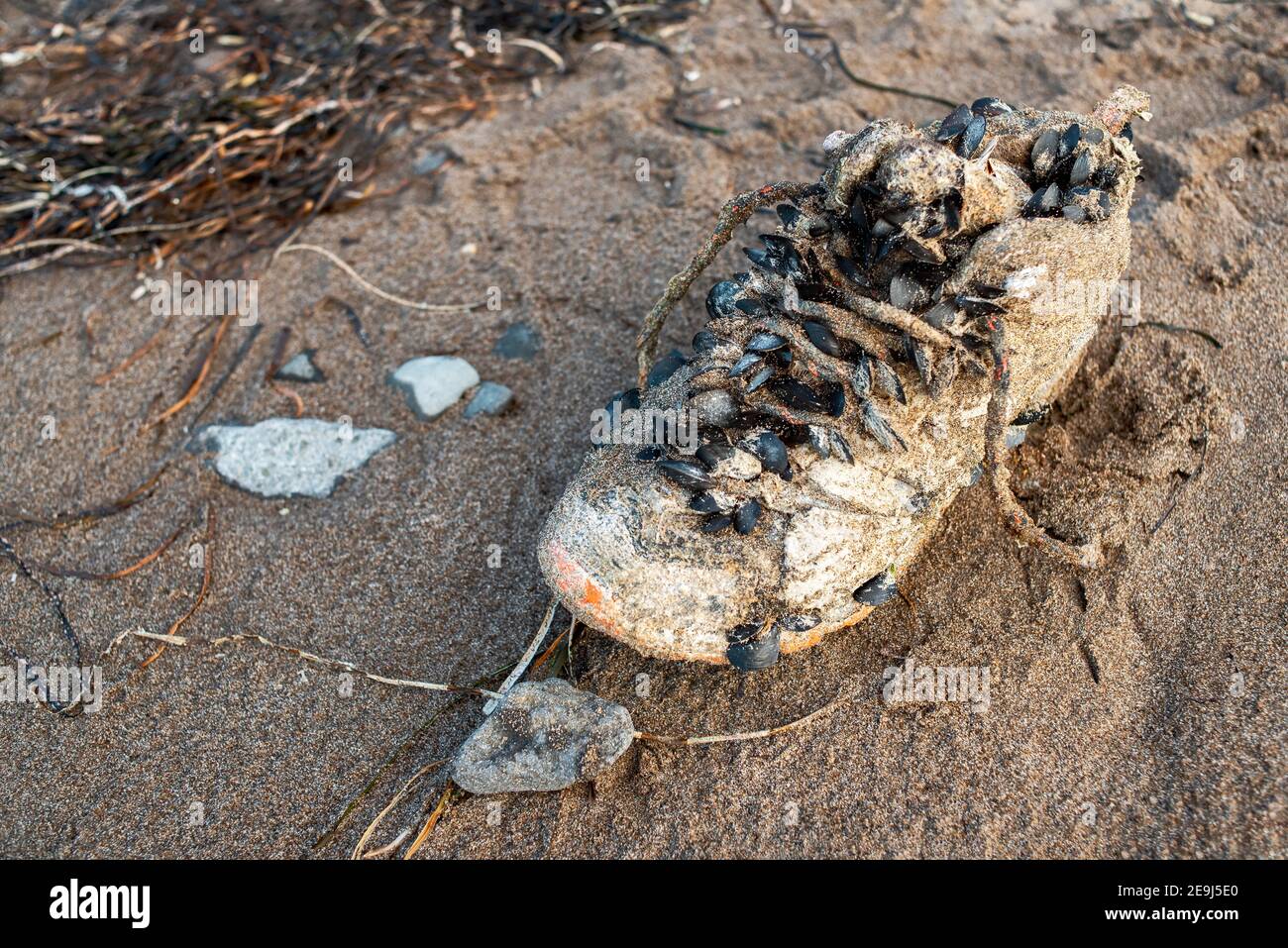 Muscheln wachsen auf einem alten Schuh. Verschmutzung durch Plastik. Globales Problem der Umweltverschmutzung. Unachtsame und unverantwortliche Einstellung zur Natur. Stockfoto Muscheln wachsen auf einem alten Schuh. Verschmutzung durch Plastik. Globales Problem der Umweltverschmutzung. Unachtsame und unverantwortliche Einstellung zur Natur. Stockfoto