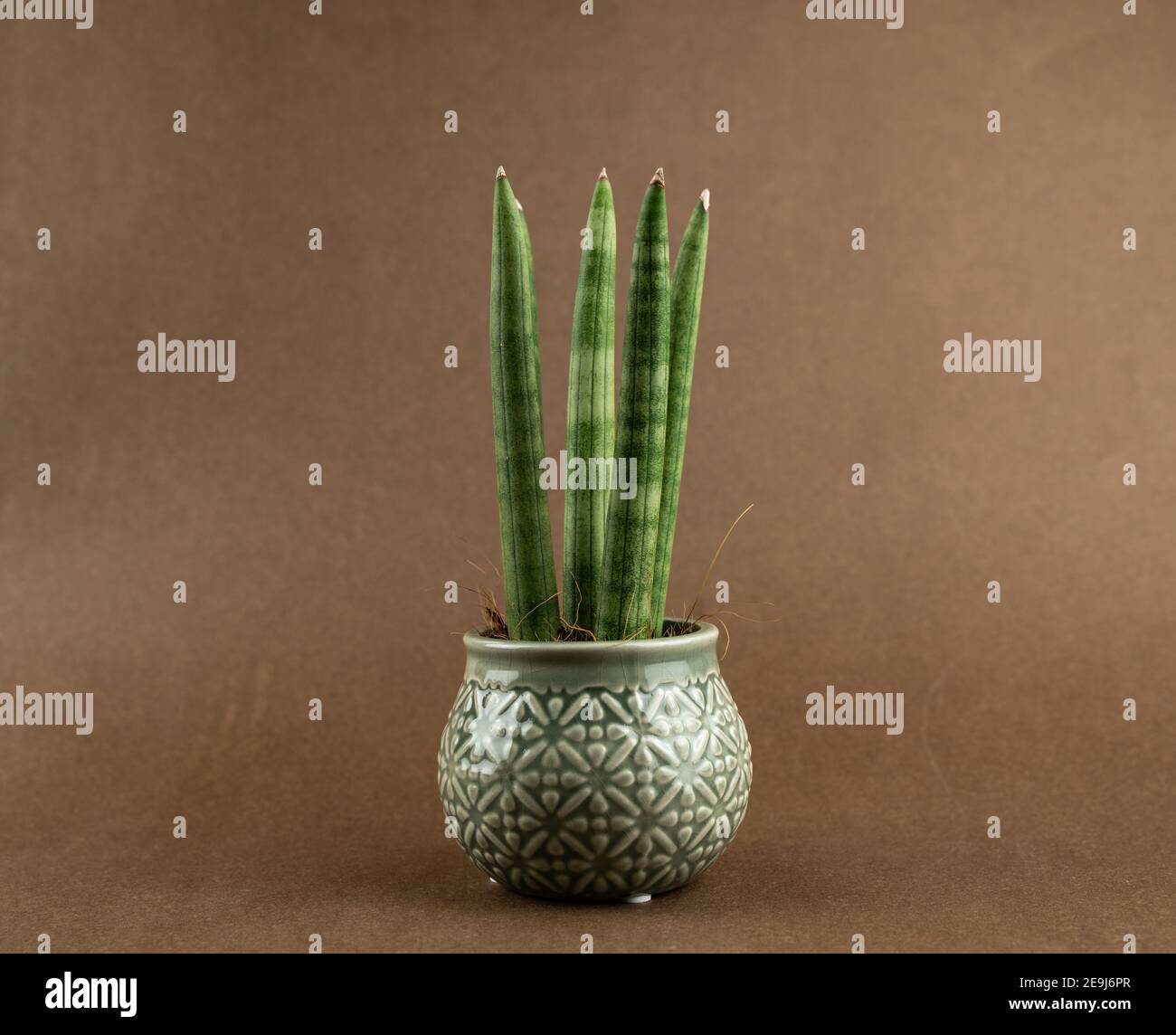 Sansevieria sansevieria -Fotos und -Bildmaterial in hoher Auflsung  Alamy