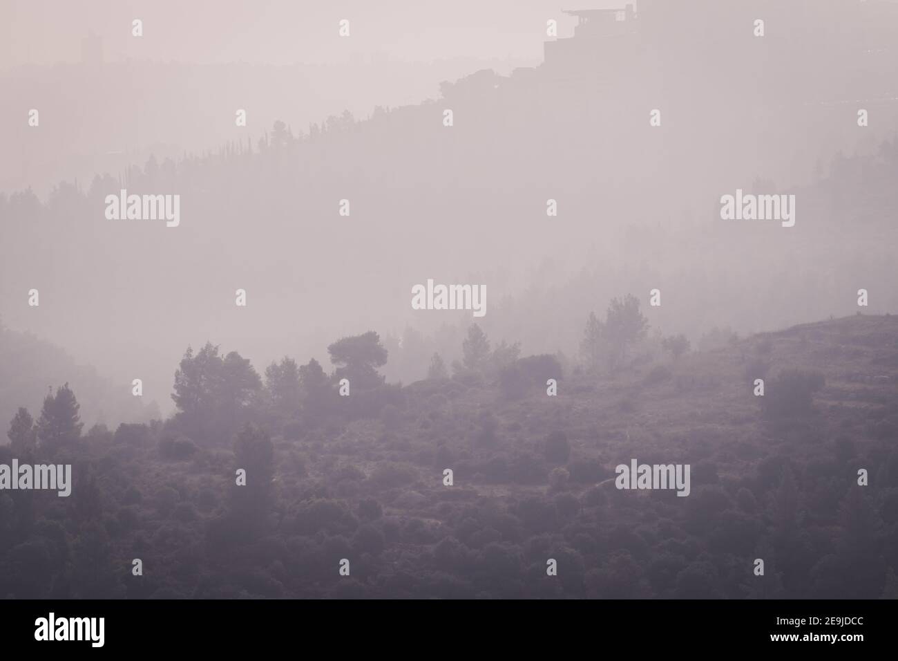 Der Jerusalemer Wald ist von Nebel, dicht bepflanzten Kiefern und natürlichen Wäldern bedeckt Stockfoto