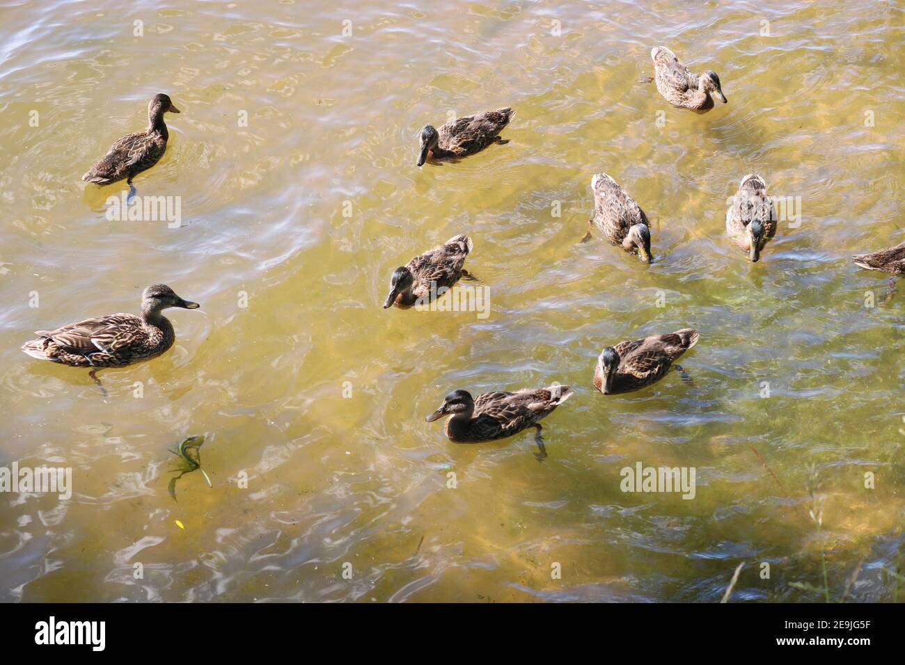Die gereiften Stockenten mit ihrer Mutter-Ente schwimmen im Wasser des Sees. Wilde Vögel. Stockfoto