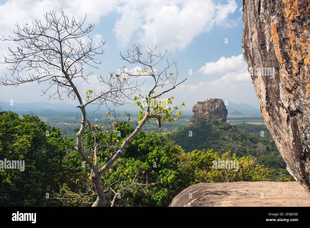 Exotische Pflanzen auf Pidurangala. In Sri Lanka. Blauer Himmel Tageslicht, Panoramablick Stockfoto