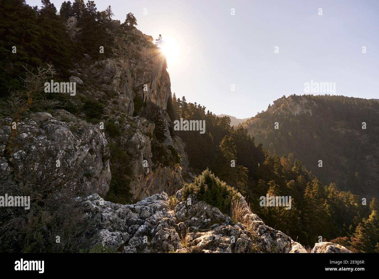 Yunquera pinsapar (abies pinsapo) im Nationalpark Sierra de las Nieves in Malaga. Andalusien, Spanien Stockfoto